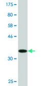 Monoclonal Anti-YKT6, (C-terminal) antibody produced in mouse clone 1F8, purified immunoglobulin, buffered aqueous solution