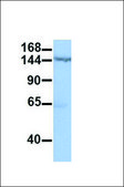 Anti-SMC1A antibody produced in rabbit affinity isolated antibody