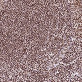 Anti-NFYA antibody produced in rabbit Prestige Antibodies® Powered by Atlas Antibodies, affinity isolated antibody, buffered aqueous glycerol solution