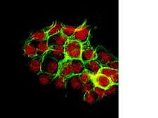 Anti-PEMT Antibody (CT) from rabbit