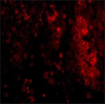 Anti-IL-33 antibody produced in rabbit affinity isolated antibody, buffered aqueous solution