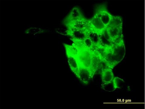 Monoclonal Anti-SYT4 antibody produced in mouse clone 5F8, purified immunoglobulin, buffered aqueous solution