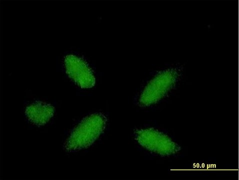 Anti-PPARA antibody produced in mouse purified immunoglobulin, buffered aqueous solution