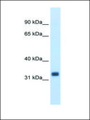 Anti-EHF antibody produced in rabbit affinity isolated antibody