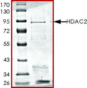 HDAC2, active, GST tagged human recombinant, expressed in baculovirus infected Sf9 cells, &#8805;70% (SDS-PAGE), buffered aqueous glycerol solution