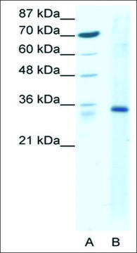 Anti-KLF3 antibody produced in rabbit IgG fraction of antiserum