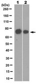 Anti-SMARCA3 (HLTF) Antibody, clone 5-1 clone 5-1, from mouse