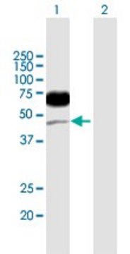 Anti-CD96 antibody produced in mouse purified immunoglobulin, buffered aqueous solution