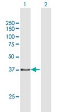 Anti-TEX264 antibody produced in mouse purified immunoglobulin, buffered aqueous solution