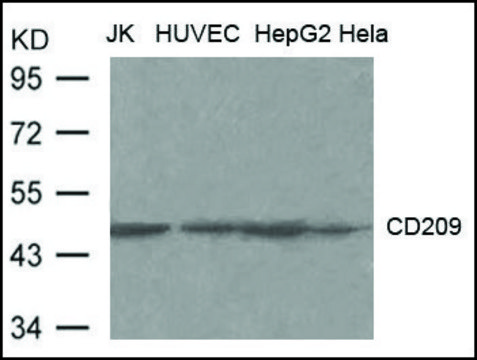 Anti-CD209 antibody produced in rabbit affinity isolated antibody