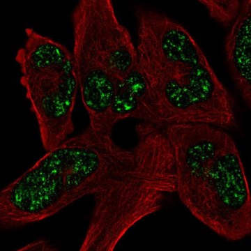 Anti-SOHLH1 antibody produced in rabbit Prestige Antibodies&#174; Powered by Atlas Antibodies, affinity isolated antibody