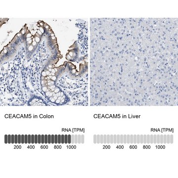 Anti-CEACAM5 antibody produced in rabbit Prestige Antibodies&#174; Powered by Atlas Antibodies, affinity isolated antibody, buffered aqueous glycerol solution