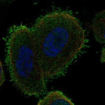 Anti-C14orf37 antibody produced in rabbit Prestige Antibodies&#174; Powered by Atlas Antibodies, affinity isolated antibody