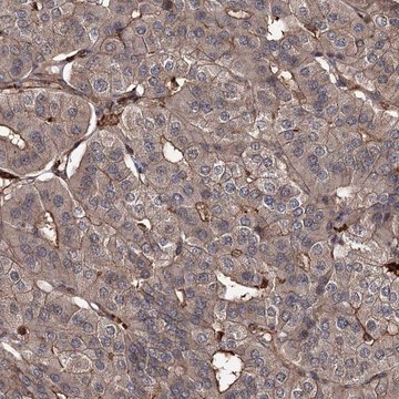 Anti-GRIP1 antibody produced in rabbit Prestige Antibodies&#174; Powered by Atlas Antibodies, affinity isolated antibody, buffered aqueous glycerol solution