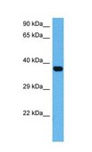 Anti-ATF4, (C-terminal) antibody produced in rabbit affinity isolated antibody