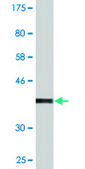 Monoclonal Anti-SCYL3 antibody produced in mouse clone 3D3, purified immunoglobulin, buffered aqueous solution