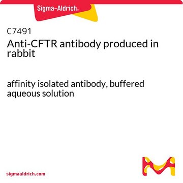 Anti-CFTR antibody produced in rabbit affinity isolated antibody, buffered aqueous solution