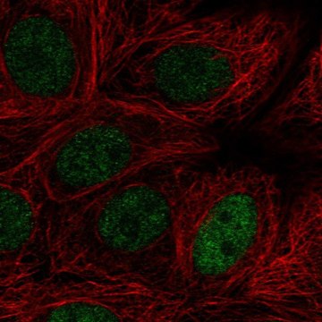 Anti-MAZ antibody produced in rabbit Prestige Antibodies&#174; Powered by Atlas Antibodies, affinity isolated antibody