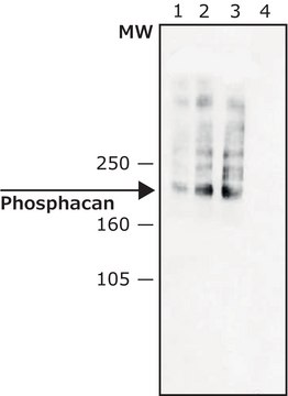 Monoclonal Anti-Phosphocan 小鼠抗 ~2&#160;mg/mL, clone 122.2, purified immunoglobulin, buffered aqueous solution