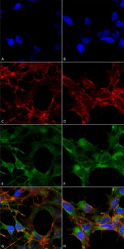 Monoclonal Anti-Acrolein antibody produced in mouse clone 10A10