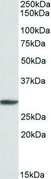 Anti-PSMA4 antibody produced in goat affinity isolated antibody, buffered aqueous solution