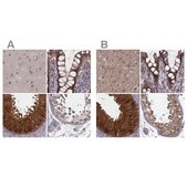 Anti-GSS antibody produced in rabbit Prestige Antibodies® Powered by Atlas Antibodies, affinity isolated antibody