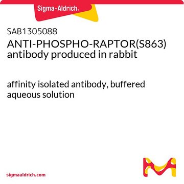 ANTI-PHOSPHO-RAPTOR(S863) antibody produced in rabbit affinity isolated antibody, buffered aqueous solution