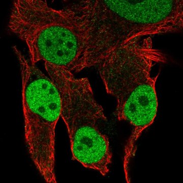 Anti-Dusp4 Antibody Produced In Rabbit Prestige Antibodies&#174; Powered by Atlas Antibodies, affinity isolated antibody, buffered aqueous glycerol solution