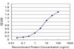 ANTI-BRAF antibody produced in mouse clone 2F7, purified immunoglobulin, buffered aqueous solution