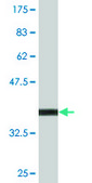 Monoclonal Anti-PMFBP1 antibody produced in mouse clone 4G9, purified immunoglobulin, buffered aqueous solution