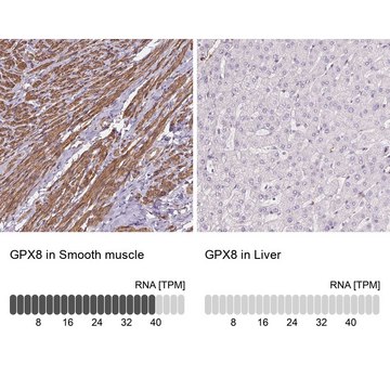 Anti-GPX8 antibody produced in rabbit Prestige Antibodies&#174; Powered by Atlas Antibodies, affinity isolated antibody, buffered aqueous glycerol solution