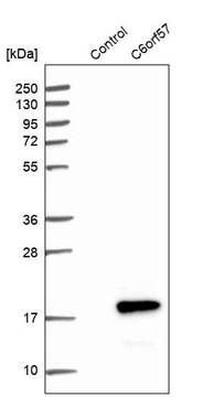 Anti-SDHAF4 antibody produced in rabbit Prestige Antibodies&#174; Powered by Atlas Antibodies, affinity isolated antibody, buffered aqueous glycerol solution