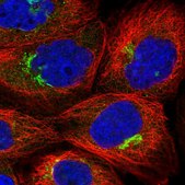 Anti-ZNF564 antibody produced in rabbit Prestige Antibodies® Powered by Atlas Antibodies, affinity isolated antibody, buffered aqueous glycerol solution