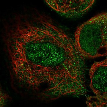 Anti-ILK antibody produced in rabbit Prestige Antibodies&#174; Powered by Atlas Antibodies, affinity isolated antibody