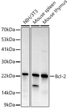 Anti-Bcl-2 Antibody, clone 0B2A9, Rabbit Monoclonal