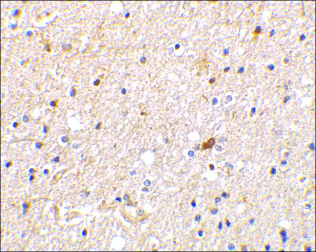 Anti-NADE antibody produced in rabbit IgG fraction of antiserum, buffered aqueous solution