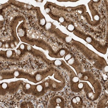 Anti-MAST3 antibody produced in rabbit Prestige Antibodies&#174; Powered by Atlas Antibodies, affinity isolated antibody, buffered aqueous glycerol solution