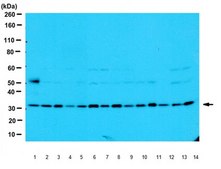 Anti-Trop-2 Antibody from rabbit