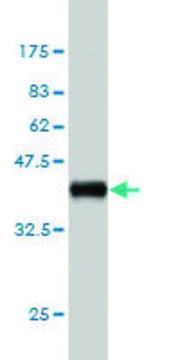 Monoclonal Anti-UNC5B antibody produced in mouse clone 1A9, purified immunoglobulin, buffered aqueous solution