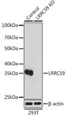 Anti- LRRC59 antibody produced in rabbit