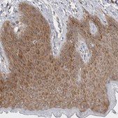 Anti-BICD2 antibody produced in rabbit Prestige Antibodies® Powered by Atlas Antibodies, affinity isolated antibody, buffered aqueous glycerol solution, Ab2