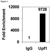 RIPAb+ Upf1 - RIP Validated Antibody and Primer Set from rabbit