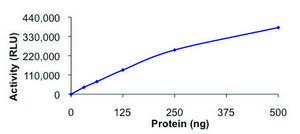 PIK3C2A, active, GST tagged human PRECISIO®, recombinant, expressed in baculovirus infected Sf9 cells, ≥70% (SDS-PAGE), buffered aqueous glycerol solution