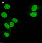 Anti-DOCK11 Antibody, clone 1F11 ZooMAb® Rabbit Monoclonal recombinant, expressed in HEK 293 cells