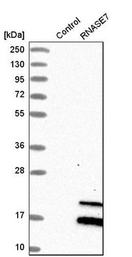 Anti-RNASE7 antibody produced in rabbit Prestige Antibodies&#174; Powered by Atlas Antibodies, affinity isolated antibody, buffered aqueous glycerol solution