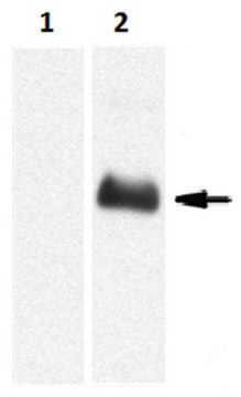 Anti-Proteinase 3/PR3 Antibody, clone MCPR3-7 clone MCPR3-7, from mouse