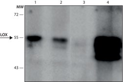Monoclonal Anti-LOX antibody produced in mouse clone LOX-A11, culture supernatant