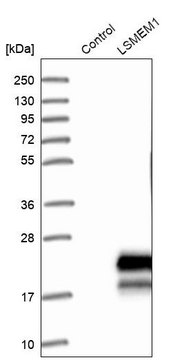 Anti-LSMEM1 antibody produced in rabbit Prestige Antibodies® Powered by Atlas Antibodies, affinity isolated antibody, buffered aqueous glycerol solution