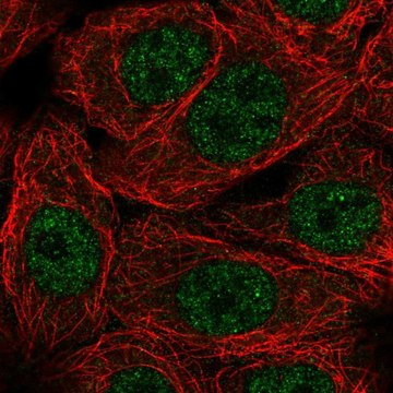 Anti-NXT1 antibody produced in rabbit Prestige Antibodies&#174; Powered by Atlas Antibodies, affinity isolated antibody