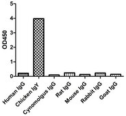 Alpaca Anti-Chicken IgY Biotin single domain Antibody recombinant Alpaca(VHH) Nano antibody